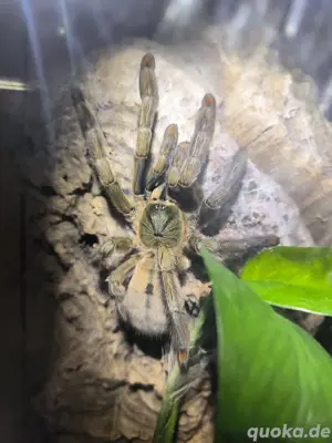Psalmopoeus cambridgei Adult 0.1 ca. 7cm Kl