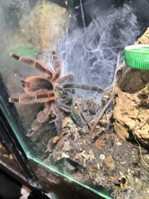Psalmopoeus victori 1.0 4-5cm Kl