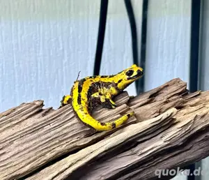 Feuersalamander 