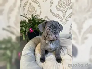 Französische Bulldoggen Welpen