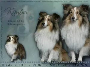 Sheltie Deckrüde