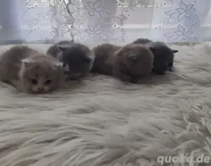 BKH Reinrassige Kitten 