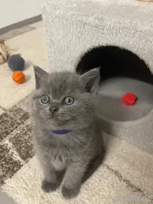 BKH-Kitten suchen ein neues Zuhause!