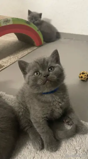 Reinrassige BKH Kitten !