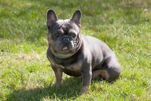 French Hugo, 4 Jahre - Französische Bulldogge - Tierhilfe Franken e.V.
