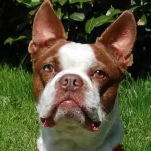Bo-Dexter. 5 Jahre - Boston Terrier - Tierhilfe Franken e.V.