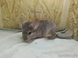 Chinchillas zur Abgabe