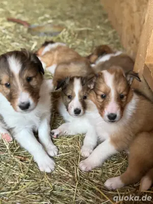 Colliewelpen suchen ein Zuhause!