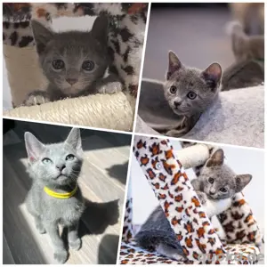 Wurfankündigung: Russisch Blau Kitten