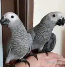 Kongo Graupapageien(Gezähmt und beringt) 