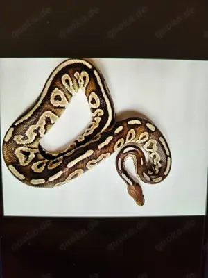 Königspythons 