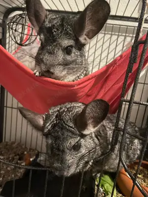 Chinchilla Geschwisterpärchen
