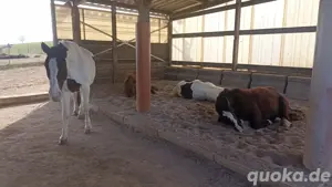 Offenstall-Platz frei  Bild 2