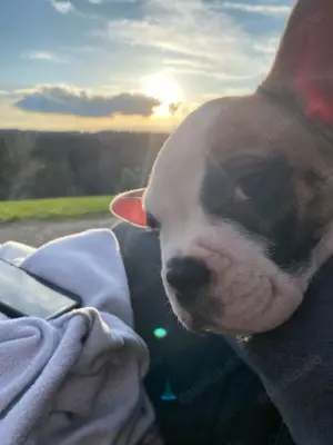 Hunde Welpe Tyson