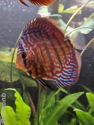 Diskusfische Nachzucht zu verkaufen