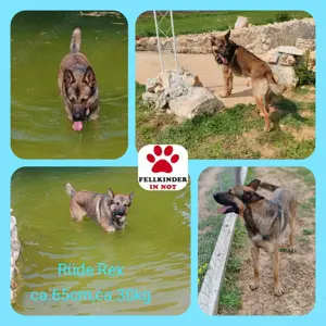 Rex liebenswerter, junger Malinois Schäferhund Mischling Rüde sucht Zuhause oder Pflegestelle