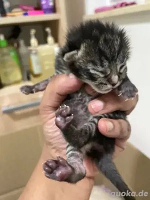 Unsere Mila hat ihre Kitten Babys heute bekommen es sind 4 BKH und Siam 