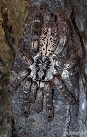 Vogelspinne Afrikanische Baumvogelspinne Heteroscodra Maculata 0.0.1 ca. 4cm KL