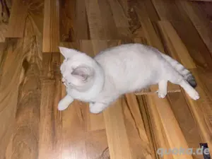 BKH babykatzen Blau äugig