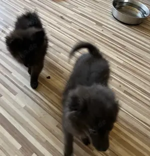 Süße Spitzmix Welpen *noch ein Welpe frei