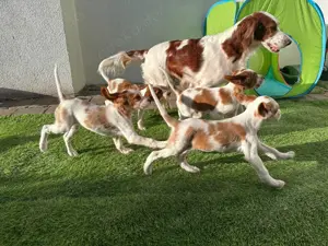 Irish red and white Setter