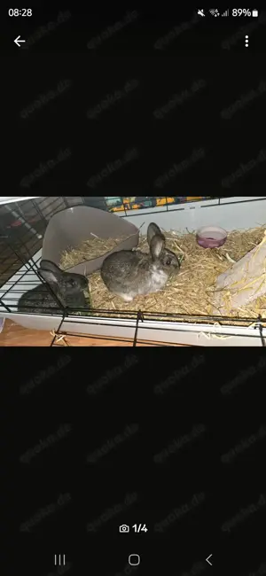 3 süsse zwerghasen 