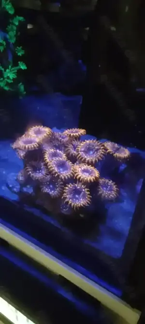 Zoa  Stein Utter Chaos