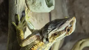 Bartagamenweibchen sucht ein Zuhause