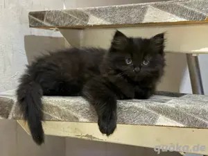 sibirische waldkatze   ragdoll mix 