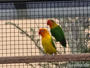 Agaporniden Pfirsichköpfchen Männchen 1 Jahr alt