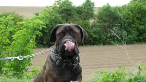Suche für Anfang 2026, einen Cane Corso  Boerboel Mix Welpen !! Wurfplanung ??
