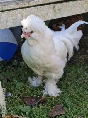 Sultanhuhn, Hahn