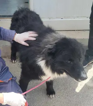 CORWIN Border Collie Mix sucht ein liebes Zuhause oder erfahrene Pflegestelle