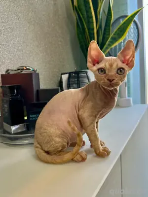  kitten Devon Rex Auszugsfertig, Kastrirt, Erbkrankheiten freienLin