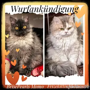 Wunderschöne Selkirk Rex curly longhair Kitten 