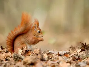 Suche Eichhörnchen und Baumstreifenhörnchen