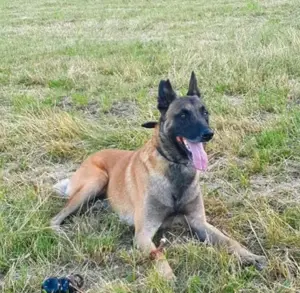 Malinois illegal verkauft 