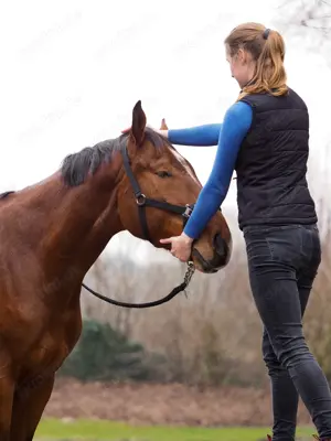 Tiermedizinische Chiropratik für Pferde