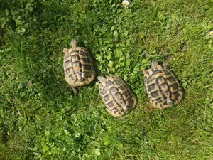 3 männliche Griechische Landschildkröten THB von 2018 abzugeben 