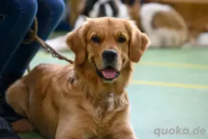 golden retriever deckrüde 