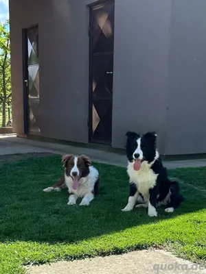 Border Collie Welpen mit Ahnentafel 