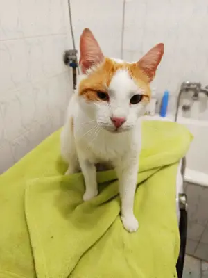 Verschmuster Goldie sucht seine Familie