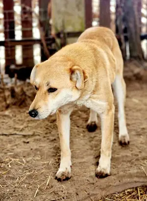 Langzeitinsassin Peggy braucht dringend ein Zuhause  Bild 6