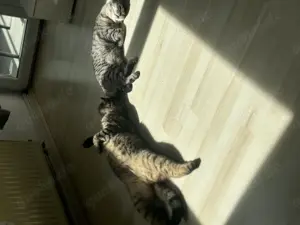 Kater und Katze