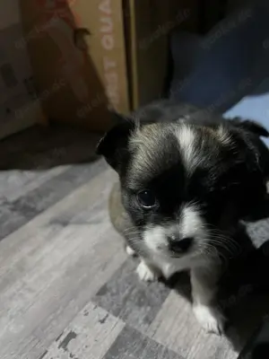 Reinrassige langhaar Chihuahua Welpe (Hündin) in Tricolor (Abgabebereit) Bild 2