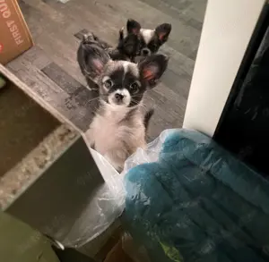 Reinrassige langhaar Chihuahua Welpe (Hündin) in Tricolor (Abgabebereit)