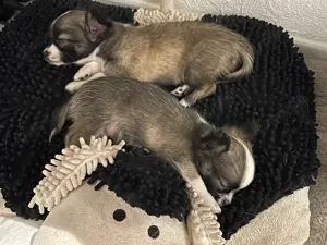 Reinrassige langhaar Chihuahua Welpe (Hündin) in Tricolor (Abgabebereit) Bild 4