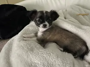 Reinrassige langhaar Chihuahua Welpe (Hündin) in Tricolor (Abgabebereit) Bild 5