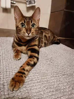 Bengal Zuchtkatze mit Papieren  Tica registriert