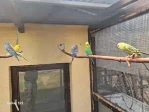  Wellensittiche in verschiedenen Farben